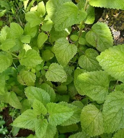 Сasa de vacaciones Casa Do Ti' Marrao *