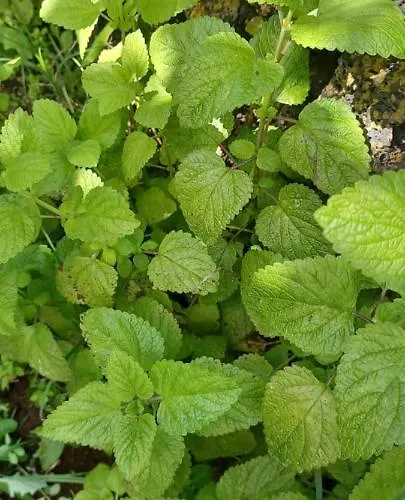 Ferienhaus Casa Do Ti' Marrao *