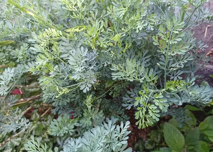 Casa Do Ti' Marrao Praia da Vitória