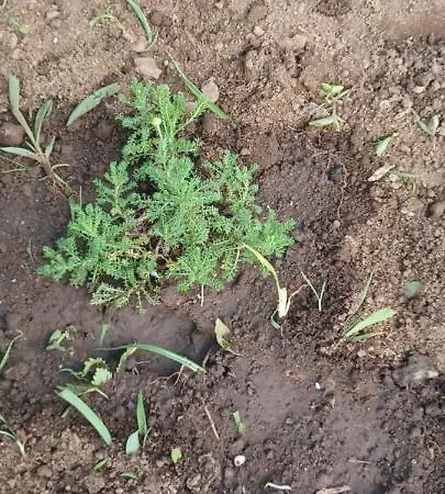 Casa Do Ti' Marrao Prázdninový dům