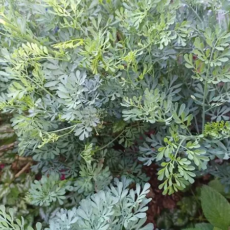 Casa Do Ti' Marrao Praia da Vitória