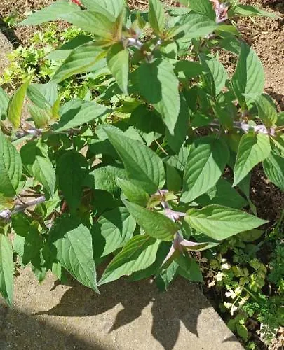 Holiday home Casa Do Ti' Marrao Praia da Vitoria