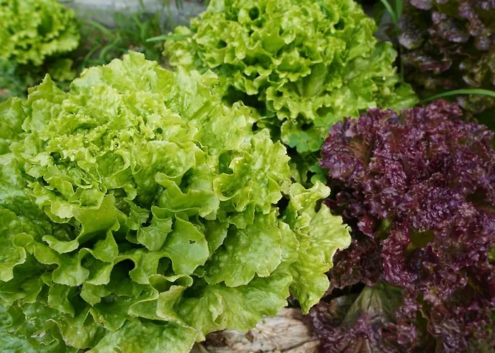 Casa Do Ti' Marrao Praia da Vitória